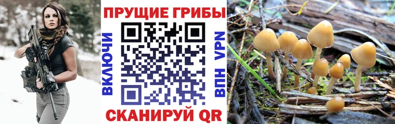 Псилоцибиновые грибы мухоморы  omg   Нягань  сколько стоит 